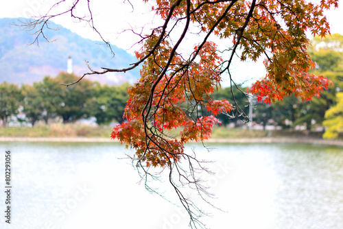 단풍, maple leaf, tinged autumnal leaf
