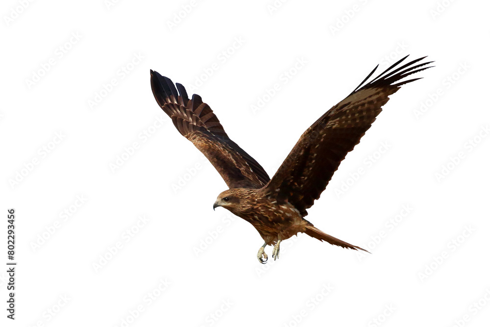 Fototapeta premium Bird of prey Black kite flying isolated on transparent background png file 