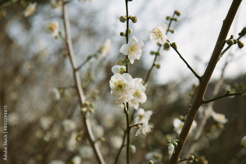 매화, plum blossom