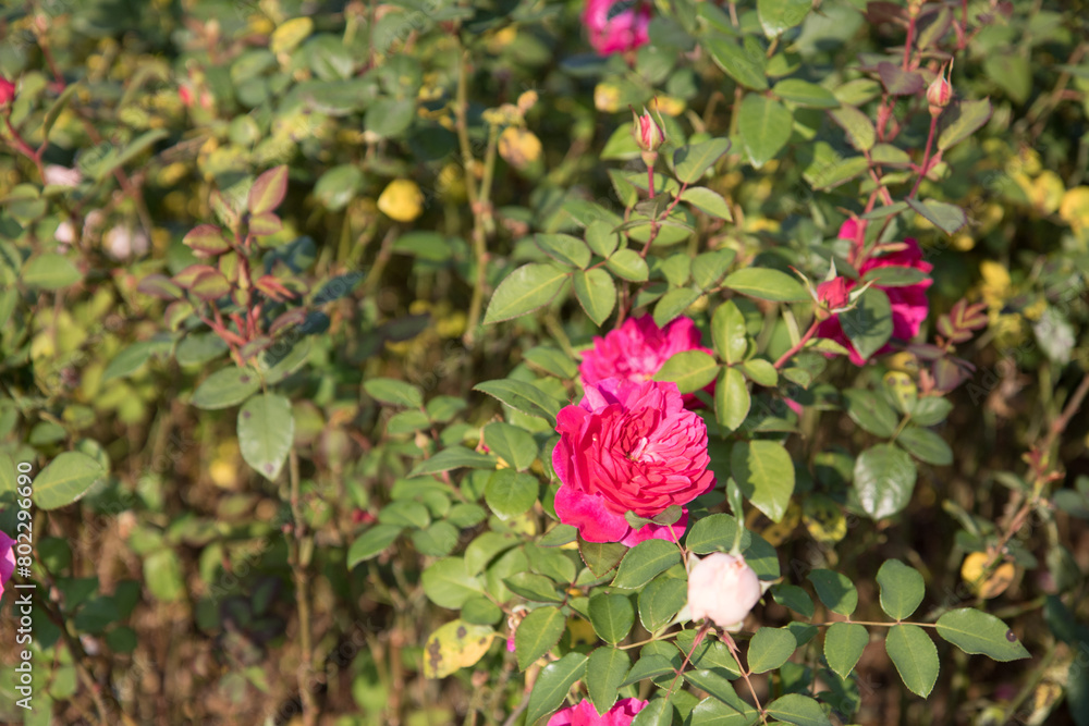 동백, camellia flower