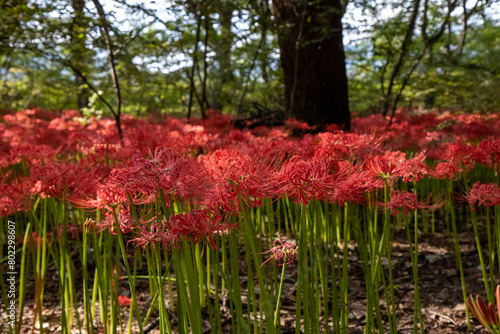 Canvas Print 꽃무릇, lycoris radiata, red spider lily