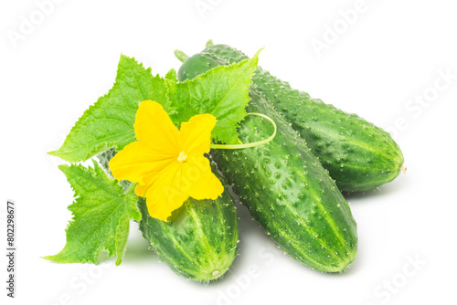 Fresh green cucumber with leaf and flower natural vegetables organic food isolated on white background.