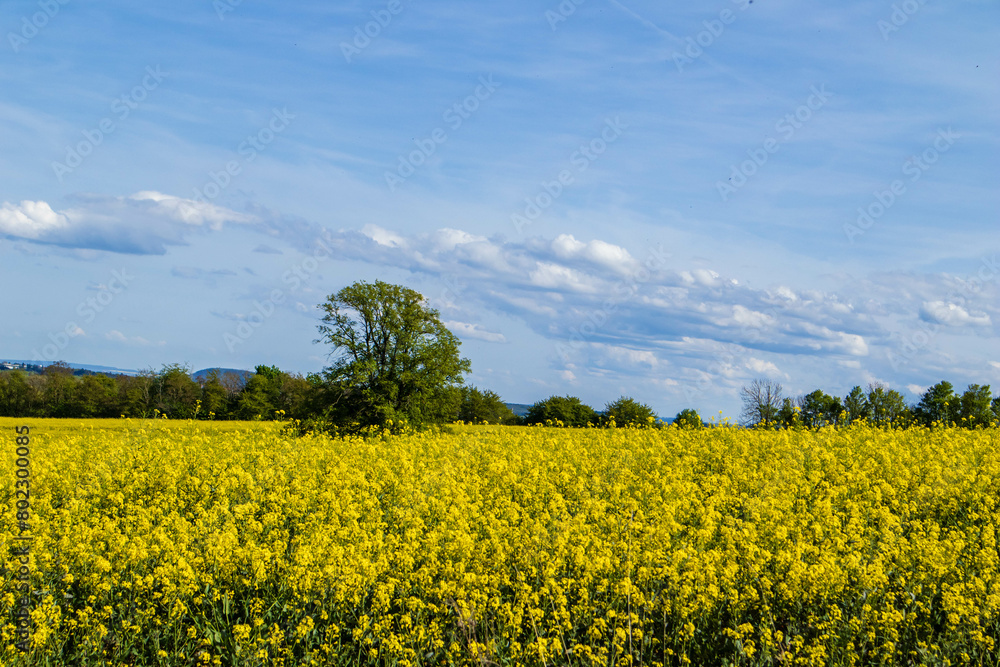 Obraz premium Rapeseed field with tree in middle
