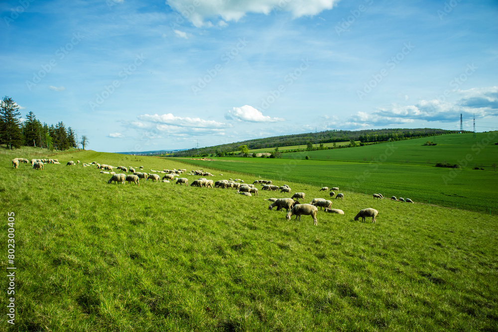 Obraz premium Sheep grazing in a field