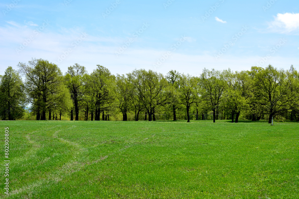 a green field with line of oak trees in the background 