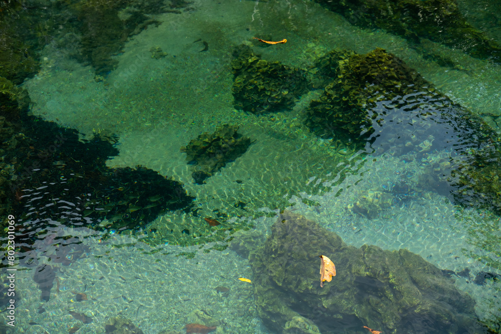 Transparent green and blue stream the tree roots and rocks under the water. Thapom Klong Song Nam in Krabi, Thailand Transparent green and blue stream the tree roots and rocks under the water. Thapom Klong Song Nam in Krabi, Thailand