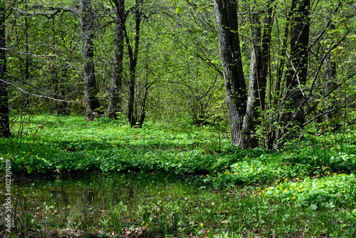 a forest with a pond  green grass and trees in the background 