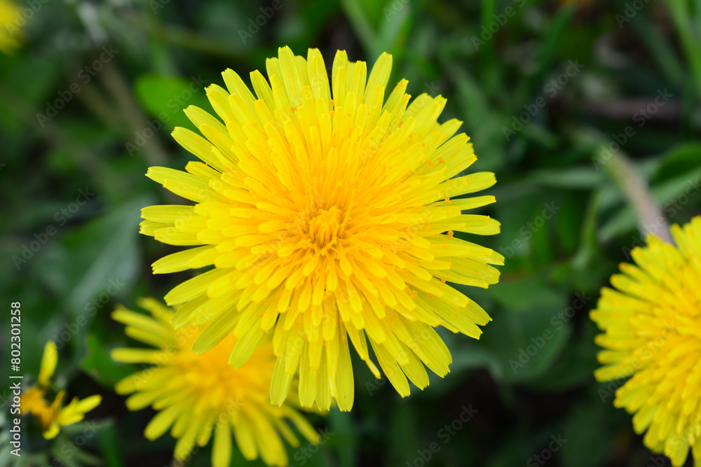 a yellow dandelion with a large yellow center top view a yellow dandelion with a large yellow center top view