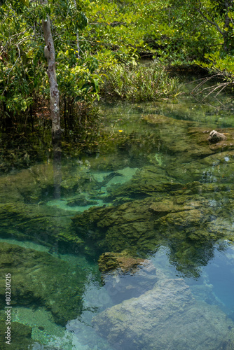 Transparent green and blue stream the tree roots and rocks under the water. Thapom Klong Song Nam in Krabi  Thailand