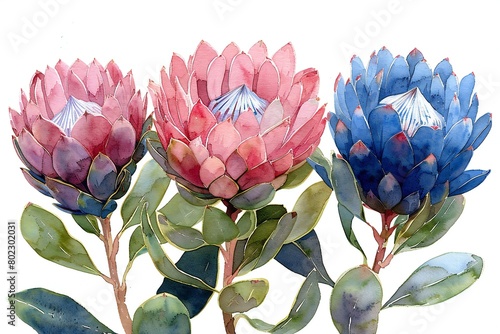 Watercolor protea flowers, Hand drawn illustration on white background