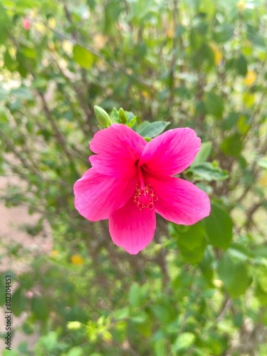 pink hibiscus flower in the garden