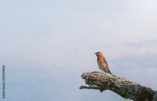 Male bluebird perched at the end of a dead tree branch with beautiful morning sky
