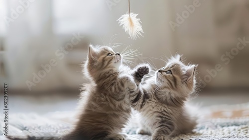Fluffy Persian kitten gently batting at a dangling feather toy, showcasing its playful nature for a cat care guide