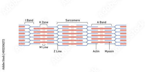 Sarcomere Structure Scientific Design. Vector Illustration.