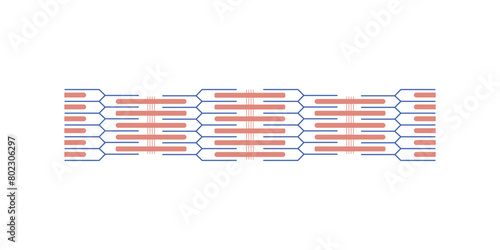 Sarcomere Structure Scientific Design. Vector Illustration.