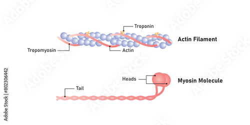 Actin and Myosin Filaments Diagram Scientific Design. Vector Illustration.