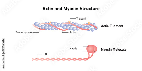 Actin and Myosin Filaments Diagram Scientific Design. Vector Illustration. photo