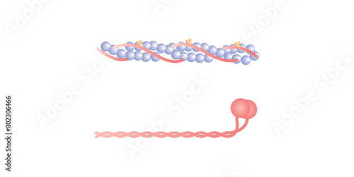 Actin and Myosin Filaments Diagram Scientific Design. Vector Illustration.
