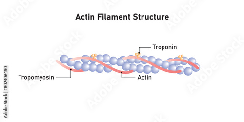 Actin Filament Diagram Scientific Design. Vector Illustration. photo