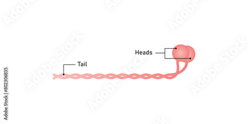 Myosin Molecule Diagram Scientific Design. Vector Illustration.
