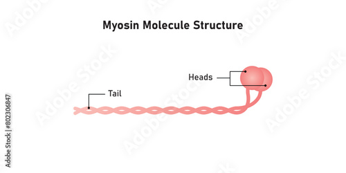 Myosin Molecule Diagram Scientific Design. Vector Illustration.