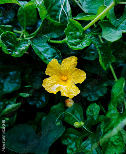 yellow flower in water / raindrops (Momordica Charanta)   photo