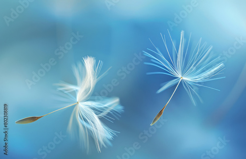 A closeup of two dandelion seeds  one floating in the air and another resting on its stem against a blue sky background.