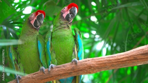 Beautiful Military macaws parrot on a branch photo