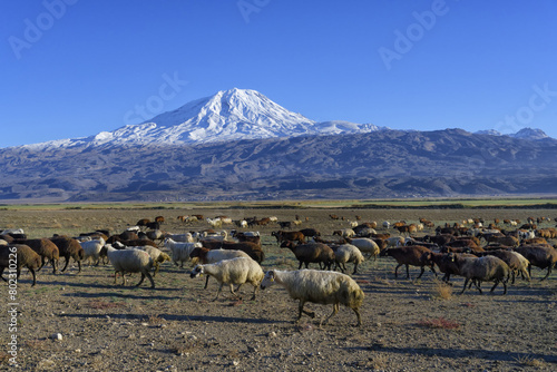 Sheep herd passing in front of Mount Ararat, Dogubayazit, Turkey photo