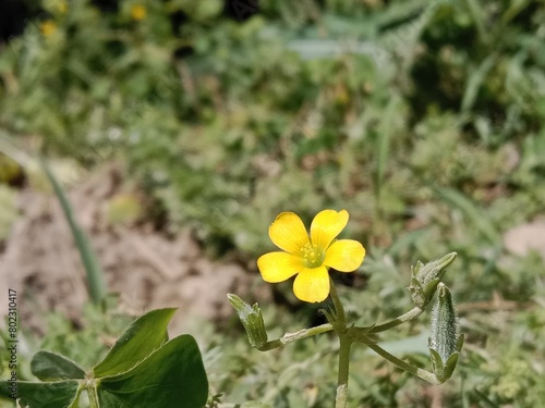 Oxalis corniculata flower or creeping woodsorrel flower, procumbent yellow sorrel flower or sleeping beauty flower photo