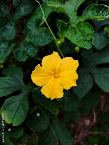 yellow flower  Momordica Charanta 