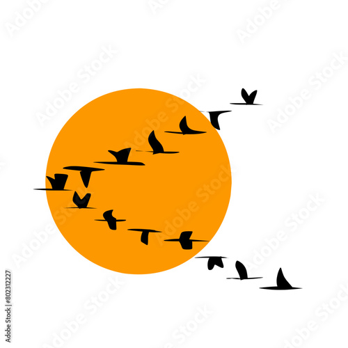 silhouette of a birds flying