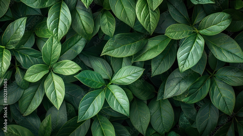 Close Up of a Green Leafy Plant Close Up of a Green Leafy Plant