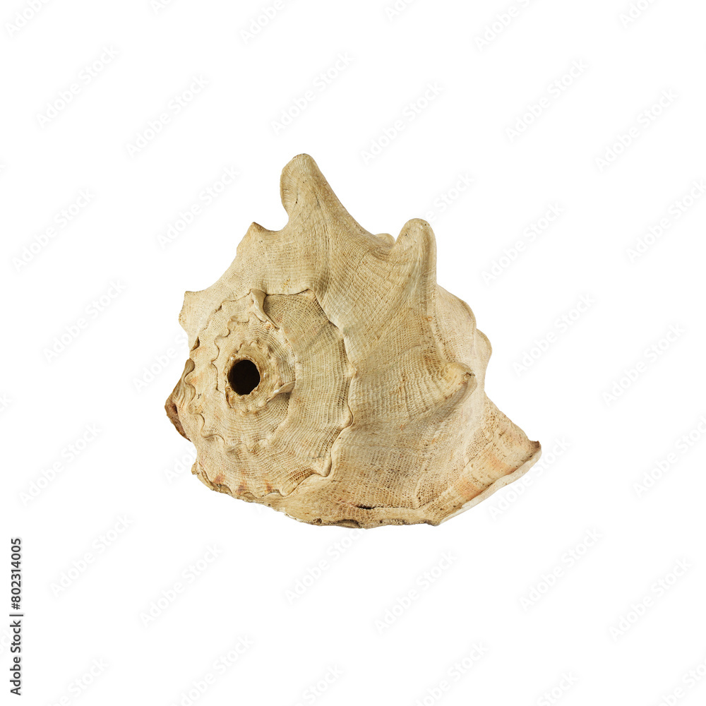Conch or conque is a wind instrument made from the shell of several different kinds of sea snails. Conch have been played in Pacific Island, South America and Asia Conch or conque is a wind instrument made from the shell of several different kinds of sea snails. Conch have been played in Pacific Island, South America and Asia