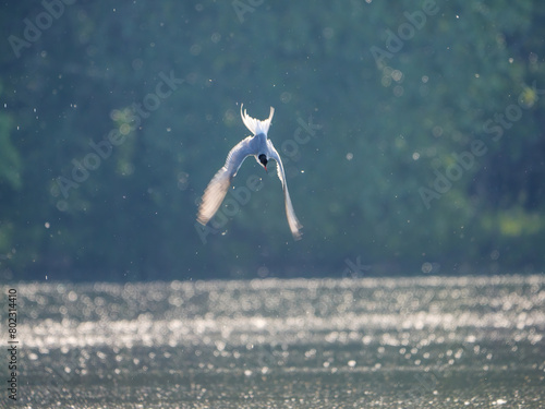 Common tern hunting in Danube river during a sunny day