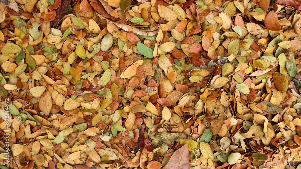 autumn leaves background. Outdoor. Colorful background image of fallen autumn leaves. Space for text