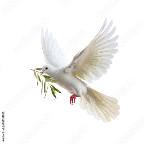 white dove of peace flying with green olive twig isolated on transparent background with space for text