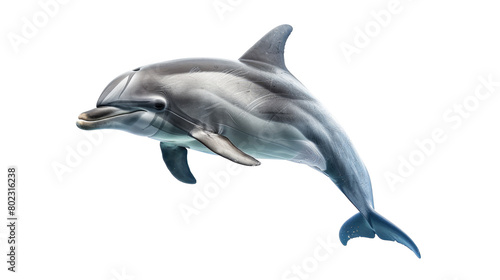 dolphin isolated on transparent