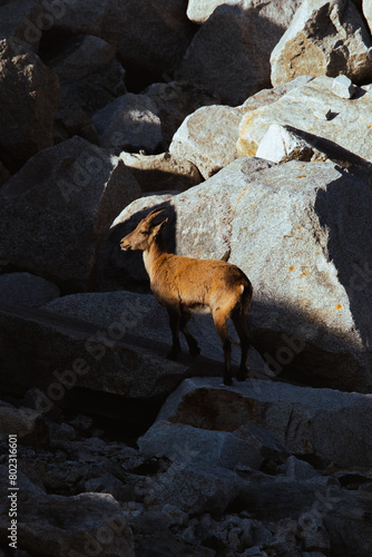 goat on the rock