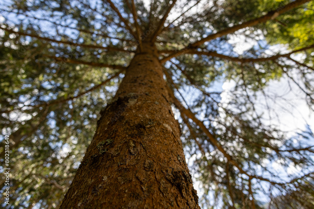 Fototapeta premium Low angle shot of the bark of a coniferous tree with a view of the canopy on a sunny day.