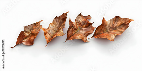 Dried leaves,Longtailed Brown Leaf Isolated On A White Background,Dry Leaf Elevation Top View Isolated,Autumn of brown dry leaf on white.




 photo
