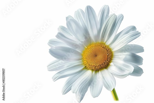 A watercolor painting of a simple daisy with a bright center, clean and fresh, isolated on white background