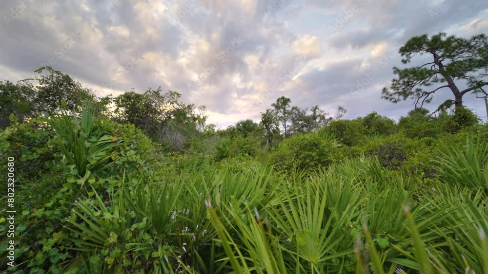 Florida jungle rainforest with green palm trees and wild vegetation. Dense tropical forest ecosystem Florida jungle rainforest with green palm trees and wild vegetation. Dense tropical forest ecosystem