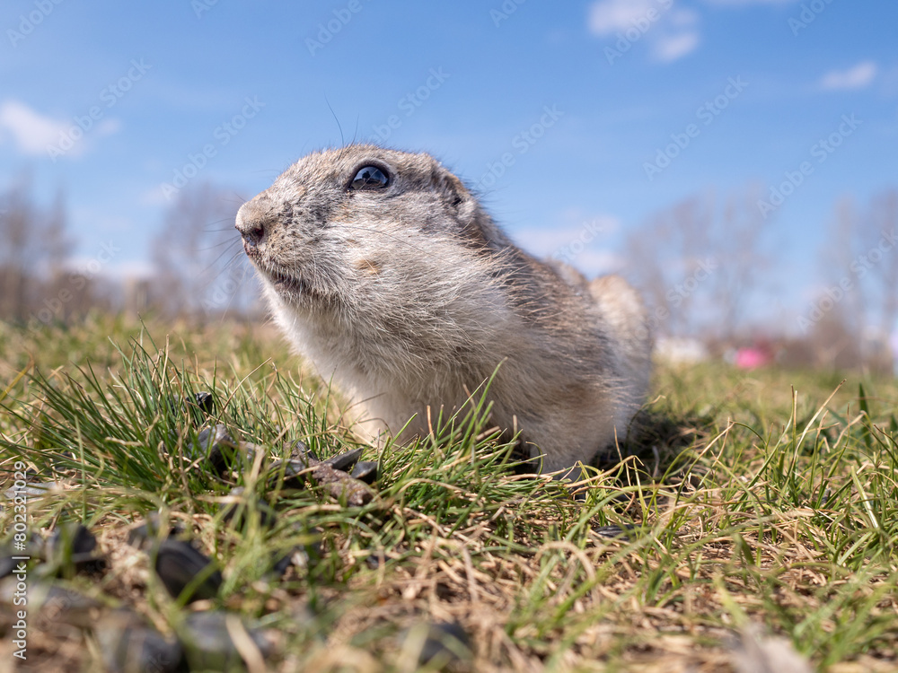 Prairie dog on a grass field looking at the camera. Prairie dog on a grass field looking at the camera.