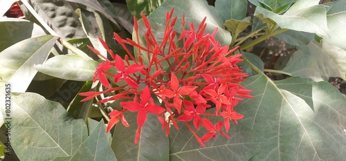 Ixora Coccinea Flowers Blooming on Nature Background photo