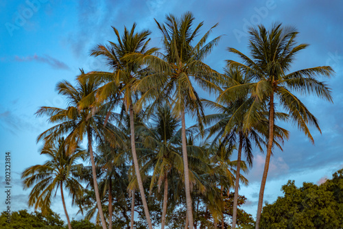Group of Palm trees with partial clouded sky © bartsadowski