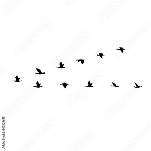 flying birds silhouette