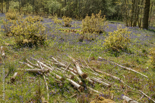 Walk through a blue bell woods, near Hindhead, Surrey