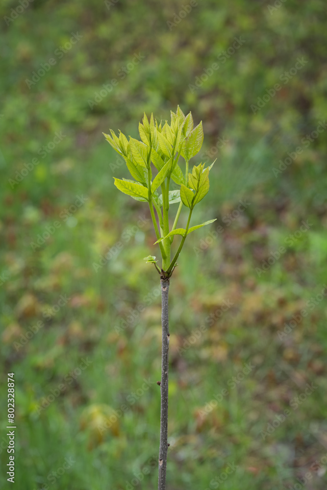 Fresh young shoots of ash on a tree. Fresh young shoots of ash on a tree.