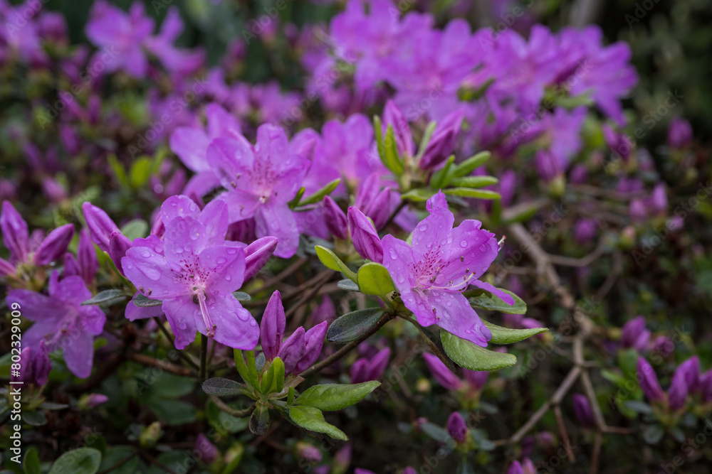 Purple azalea flowers with water drops after rain. Purple azalea flowers with water drops after rain.
